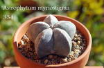 Astrophytum Myriostigma